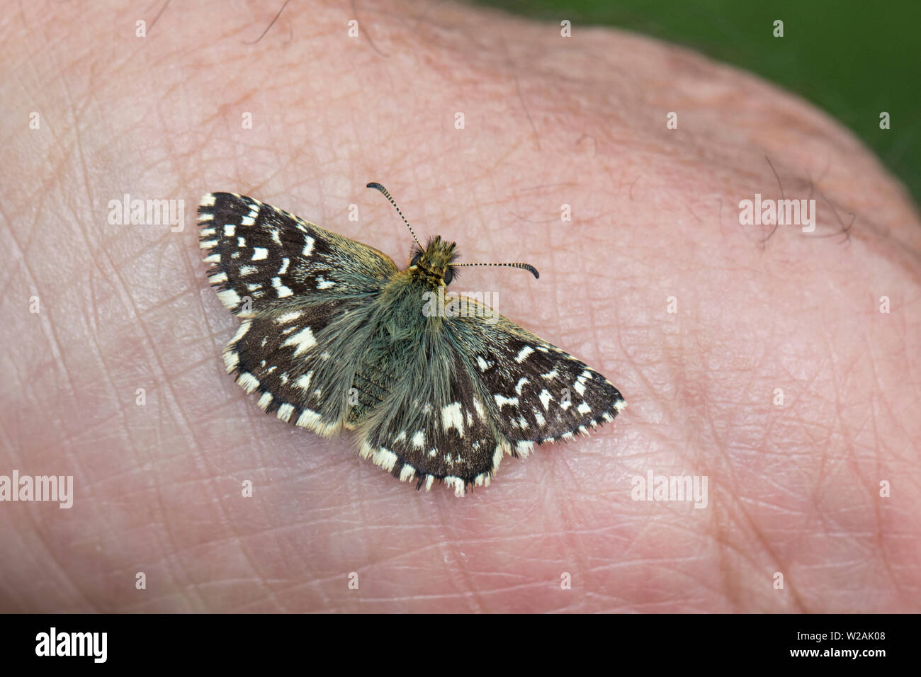 (Pyrgus malvae Grizzled Skipper) assis sur un bras de l'homme, Dorset, England, UK Banque D'Images