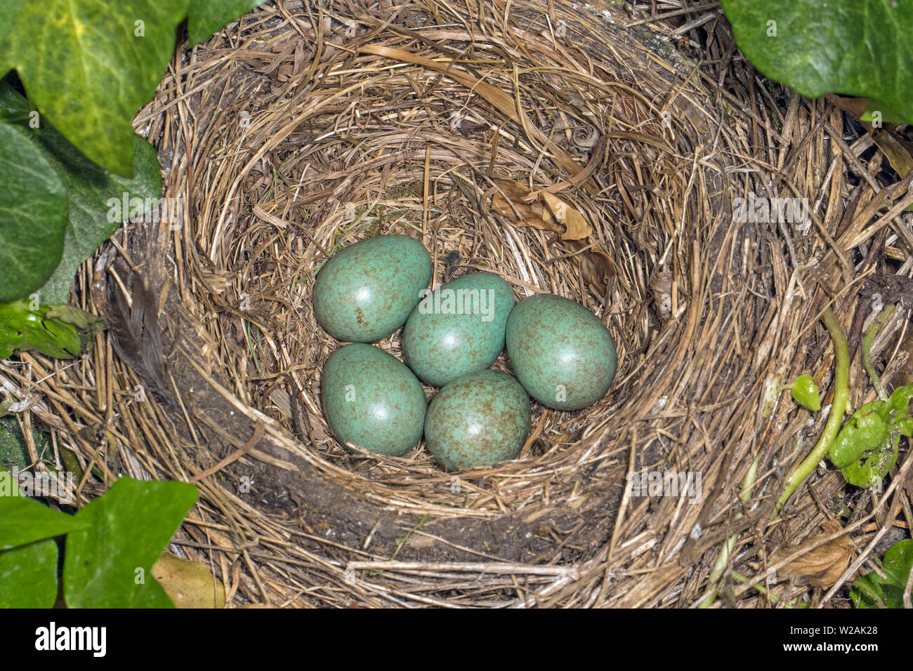 Nid de merle (Turdus merula) contenant des oeufs, España Banque D'Images