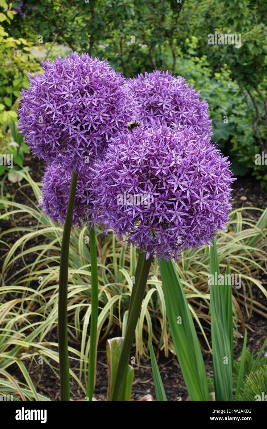 Allium Giganteum pourpre fleurs, été, England, UK Banque D'Images