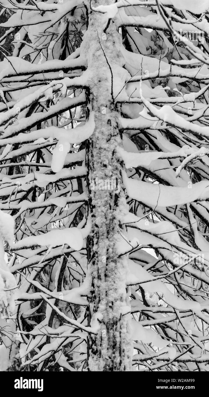 Close-up sur les Conifères couverts de neige - hiver ou fond de noël ou toile de fond, le rendu noir et blanc Banque D'Images