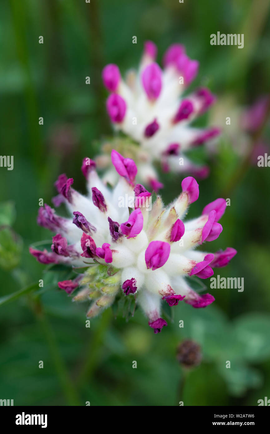 Red Kidney Vetch (Anthyllis vulneraria var. coccinea) flower Banque D'Images