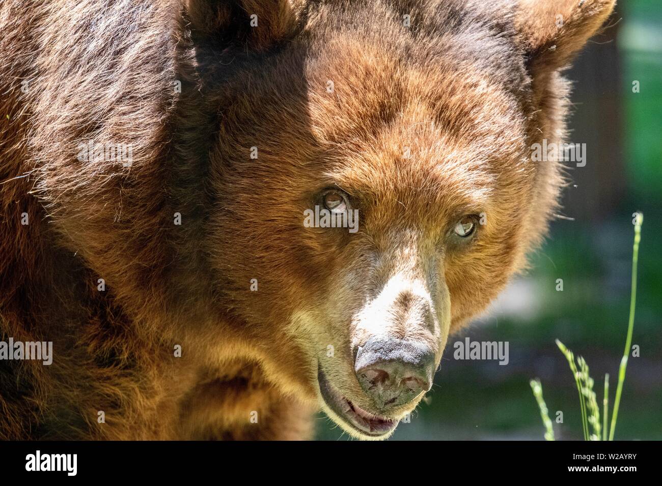 L'ours noir américain close up Banque D'Images