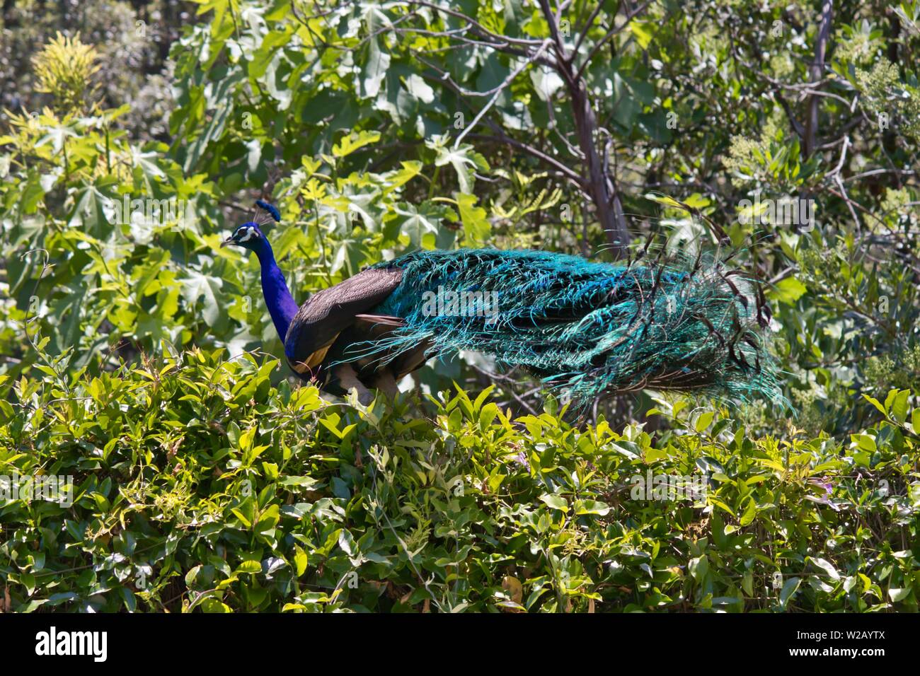 Peacock dans un arbre sur tout le corps Banque D'Images