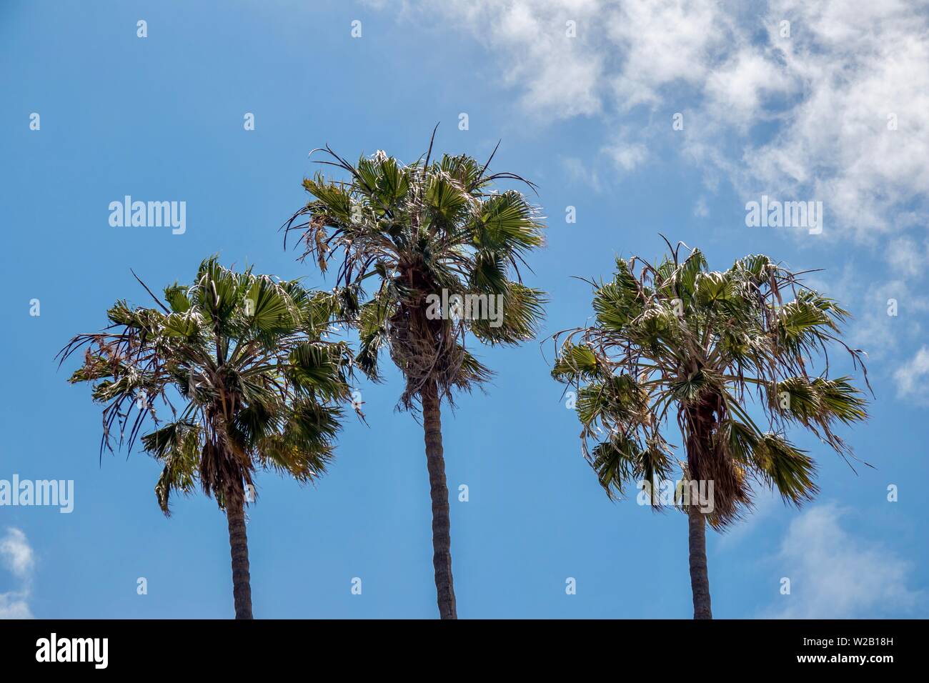 Palm Trees against blue sky Banque D'Images