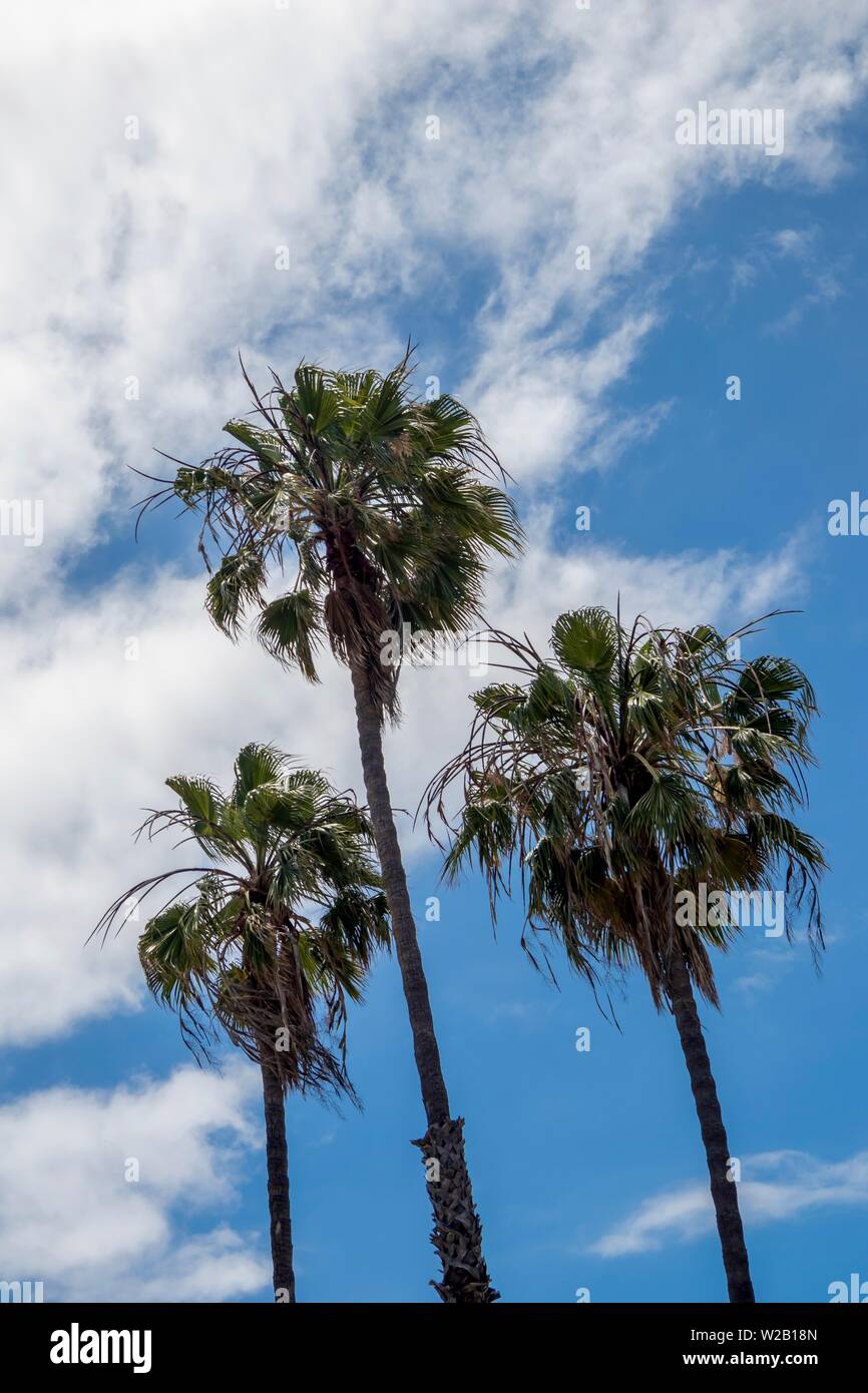 Palm Trees against blue sky Banque D'Images