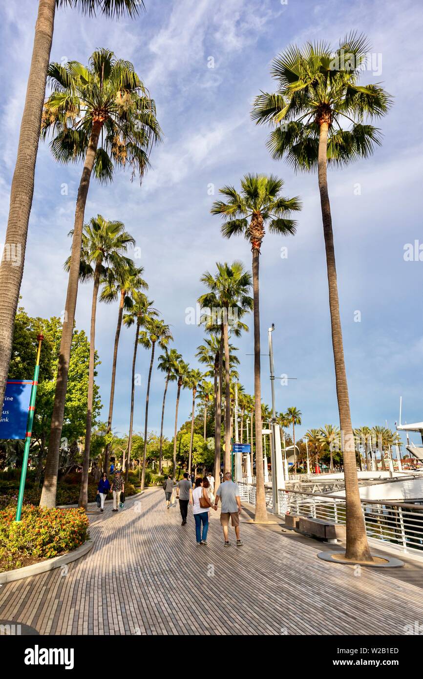 Promenade côtière bordée de palmiers à Long Beach, Californie Banque D'Images