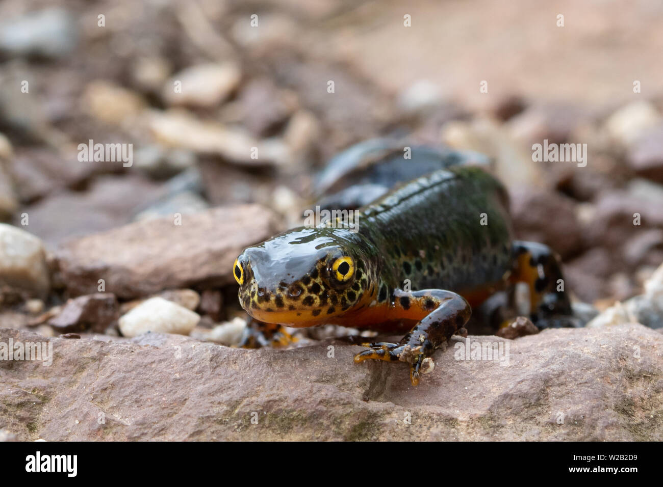 Ichthyosaura alpestris triton alpestre () balade le long d'un sentier de gravier Banque D'Images