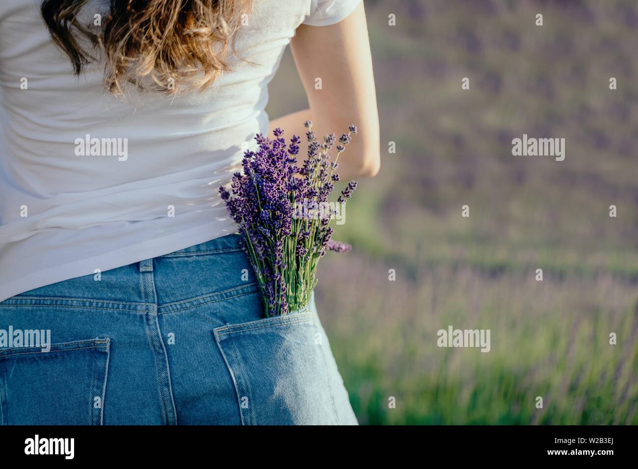 Bouquet de fleurs de lavande pourpre dans la poche de jeans. Tonique Banque D'Images