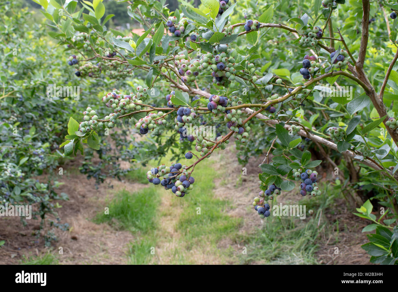 Bush de bleuets avec des fruits mûrs sur la plantation de petits fruits. Vaccinium corymbosum. Banque D'Images