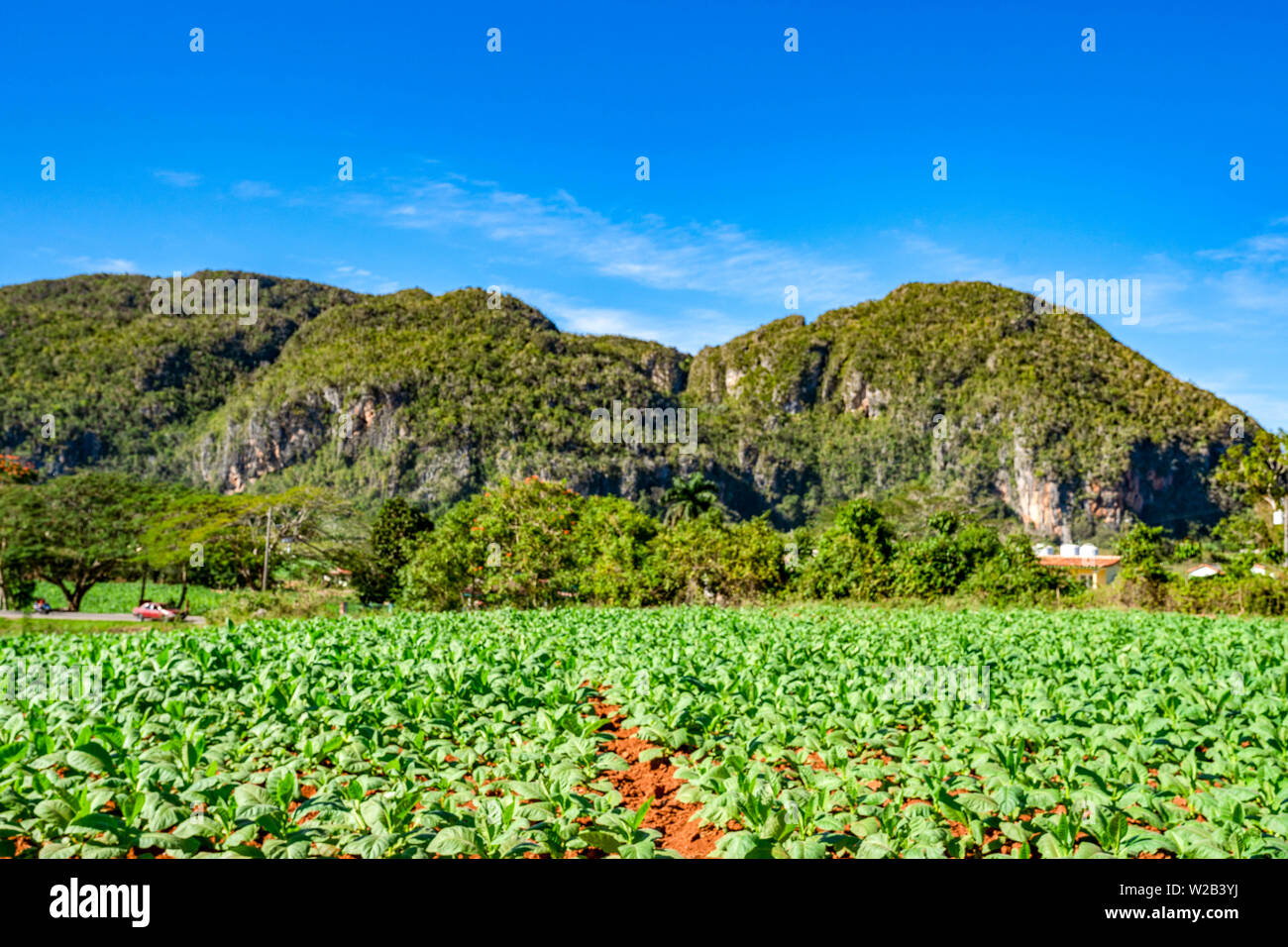 Ferme de tabac dans la belle ville de Viñales, Cuba. Banque D'Images