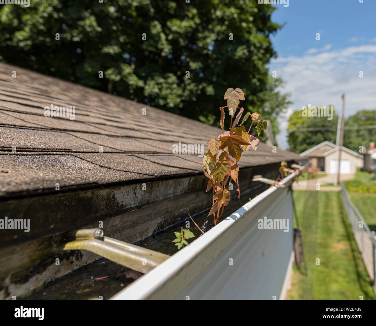 Chambre caniveau bouché par les feuilles des arbres, des bâtons, et des débris . Jeune Pousse d'arbre poussant dans le caniveau couvert de moisissure Banque D'Images