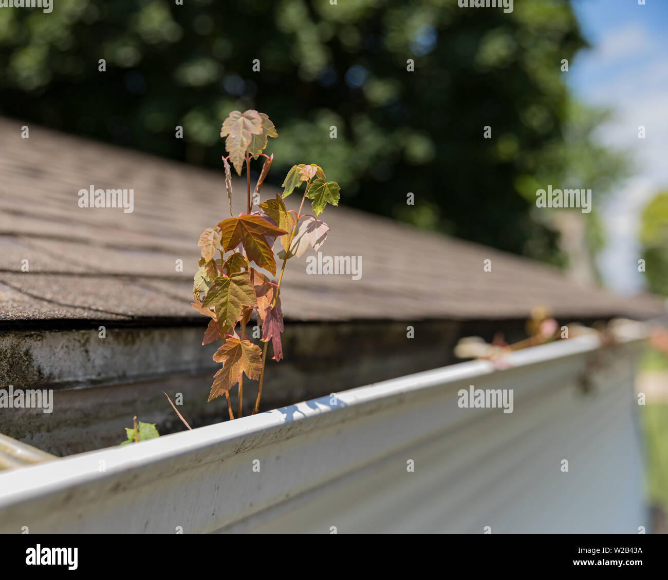 Chambre caniveau bouché par les feuilles des arbres, des bâtons, et des débris . Jeune Pousse d'arbre poussant dans le caniveau couvert de moisissure Banque D'Images