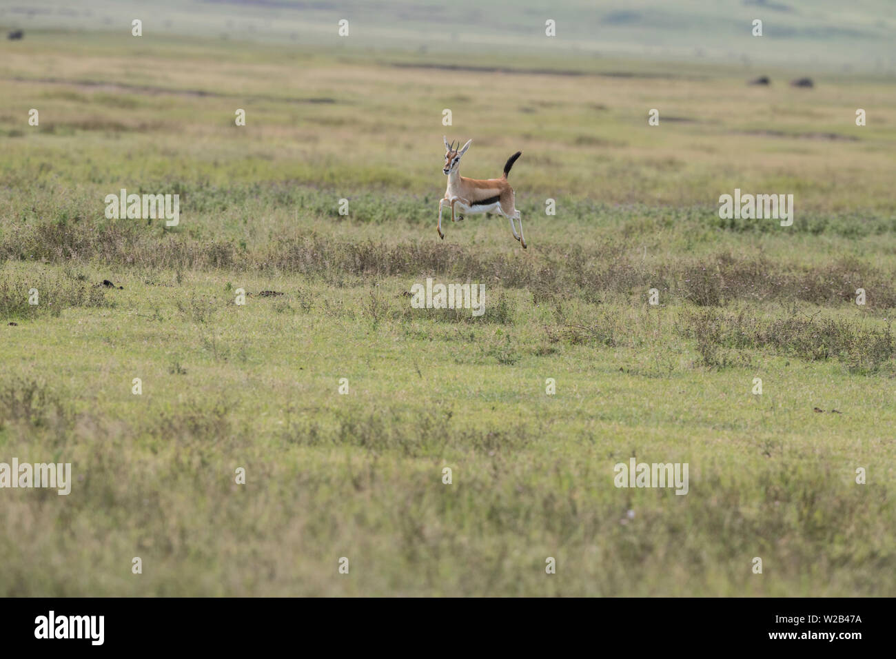 La gazelle de Thomson stotting Banque D'Images