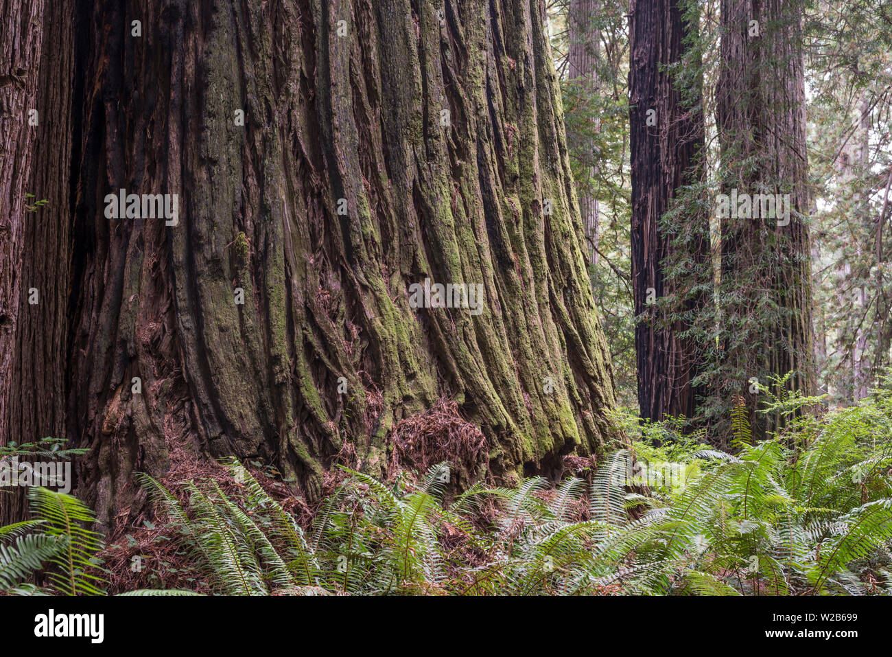 Forêt de Redwood tree et paysages. Del Norte Coast Redwoods State Park, Californie du Nord, USA. Banque D'Images