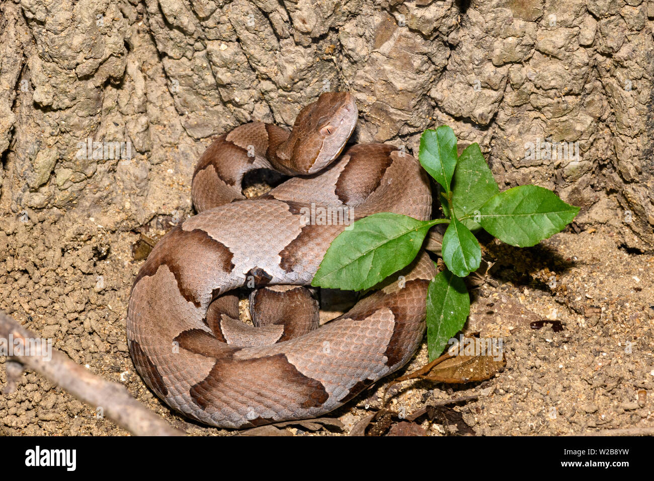 (Agkistrodon contortrix Copperhead orientale), close-up Banque D'Images (Agkistrodon contortrix Copperhead orientale), close-up Banque D'Images