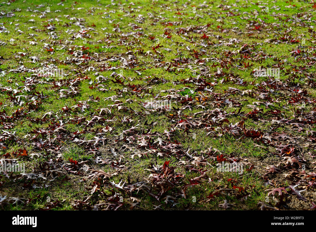 Les feuilles d'automne couché sur l'herbe verte en attente d'être ratissé Banque D'Images