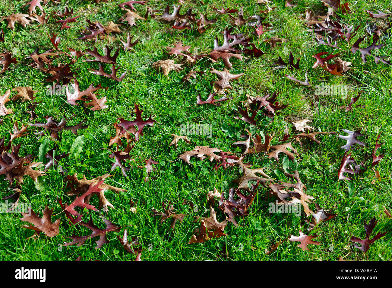 Les feuilles d'automne brun s'asseoir sur la pelouse Banque D'Images