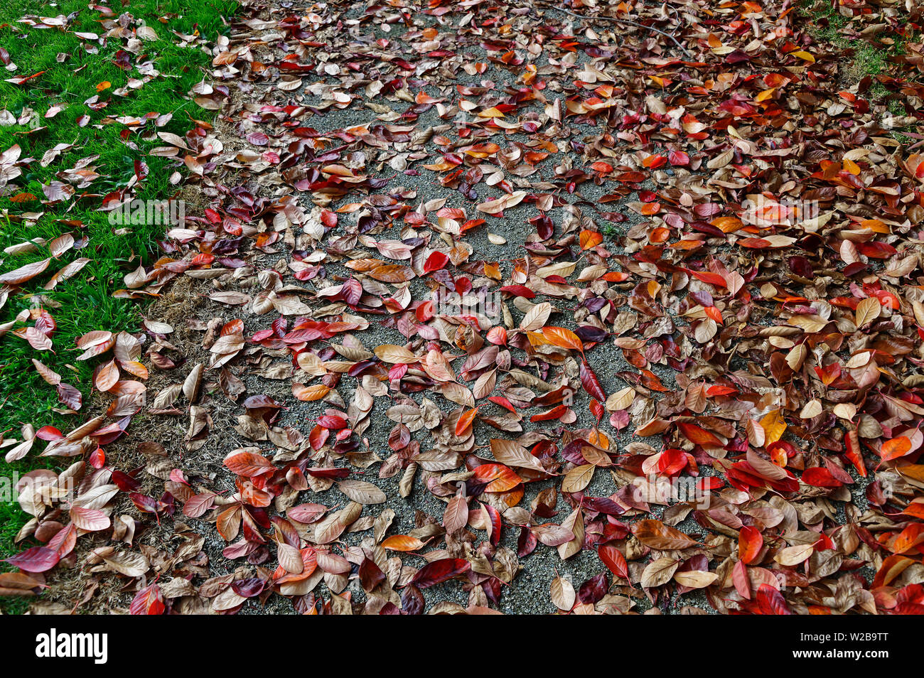 L'automne les feuilles tombées sur le chemin de râtelage besoin Banque D'Images