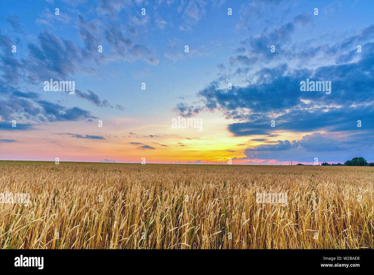 Coucher du soleil au-dessus du champ de blé Banque D'Images