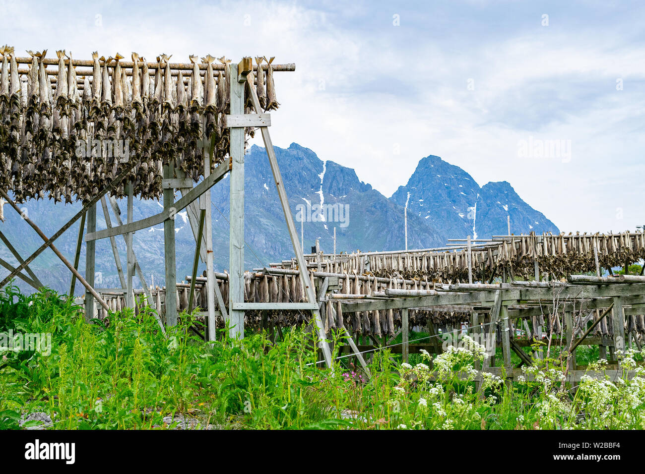 Casiers de sécher la morue de l'Atlantique nord l'on peut voir à travers les îles Lofoten, dans le nord de la Norvège au printemps. Banque D'Images