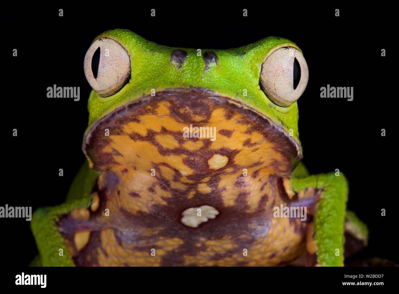 Bordée de blanc grenouille Phyllomedusa vaillantii (feuilles) Banque D'Images