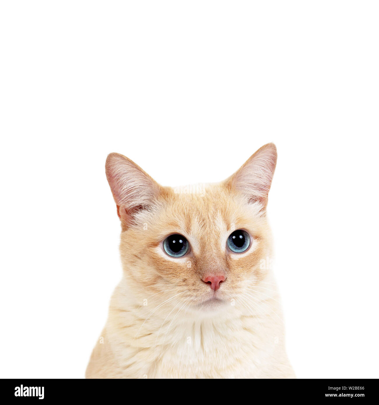 Gingembre Tabby cat avec portrait de l'espace texte. Banque D'Images
