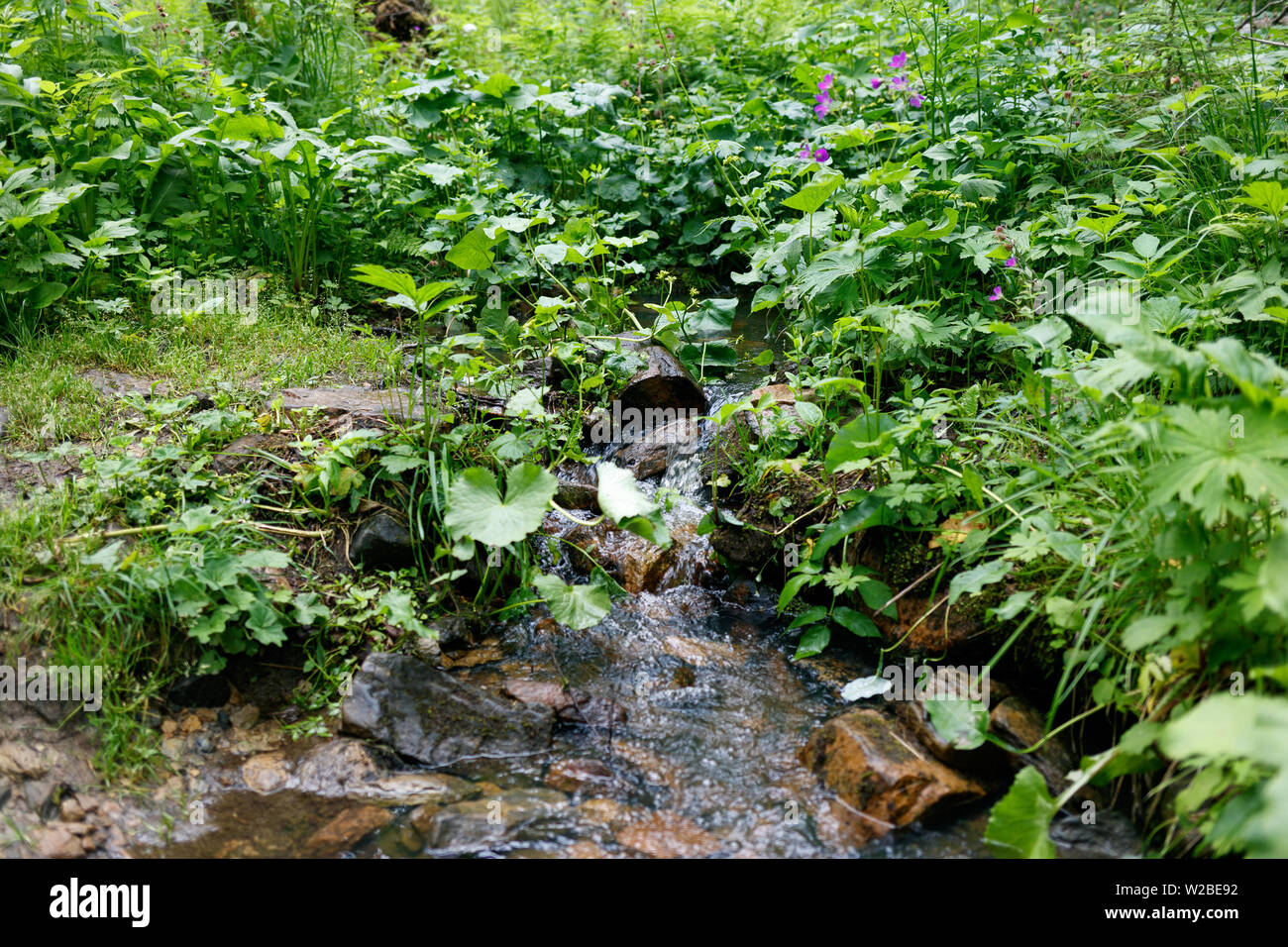 Petit ruisseau en cascade avec la végétation luxuriante de la forêt. Banque D'Images