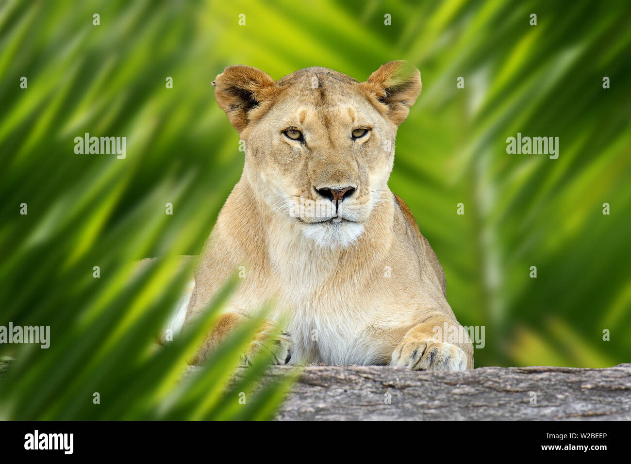Close up portrait Lion dans la jungle avec feuille Banque D'Images