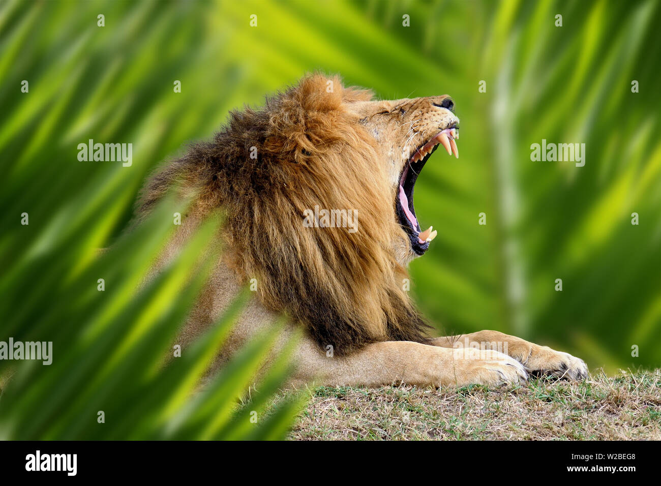 Close up portrait Lion dans la jungle avec feuille Banque D'Images