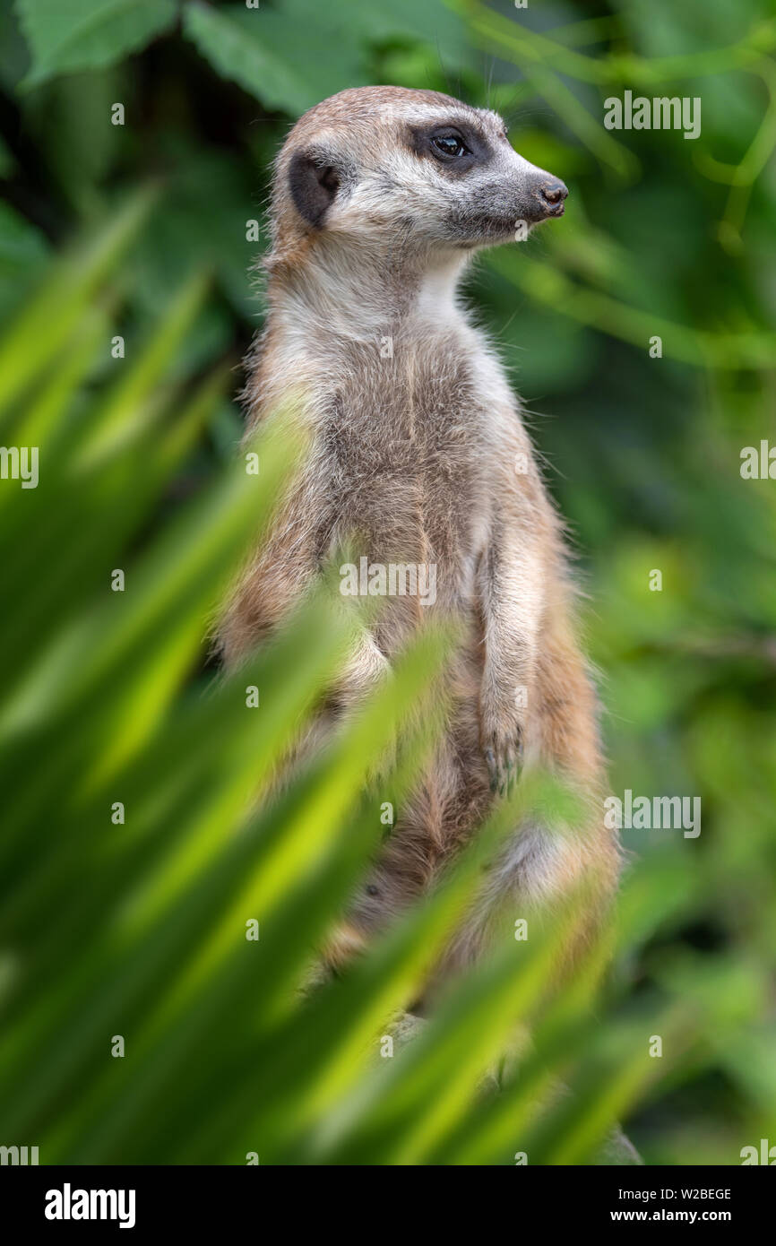 Close up portrait meerkat dans jungle avec feuille Banque D'Images