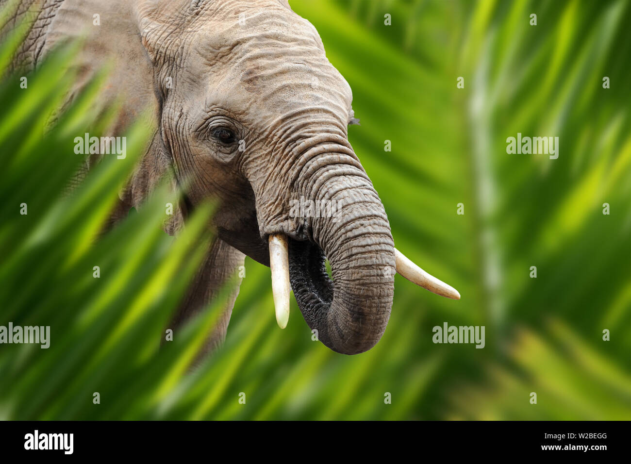 Close up portrait d'éléphant dans la jungle avec feuille Banque D'Images