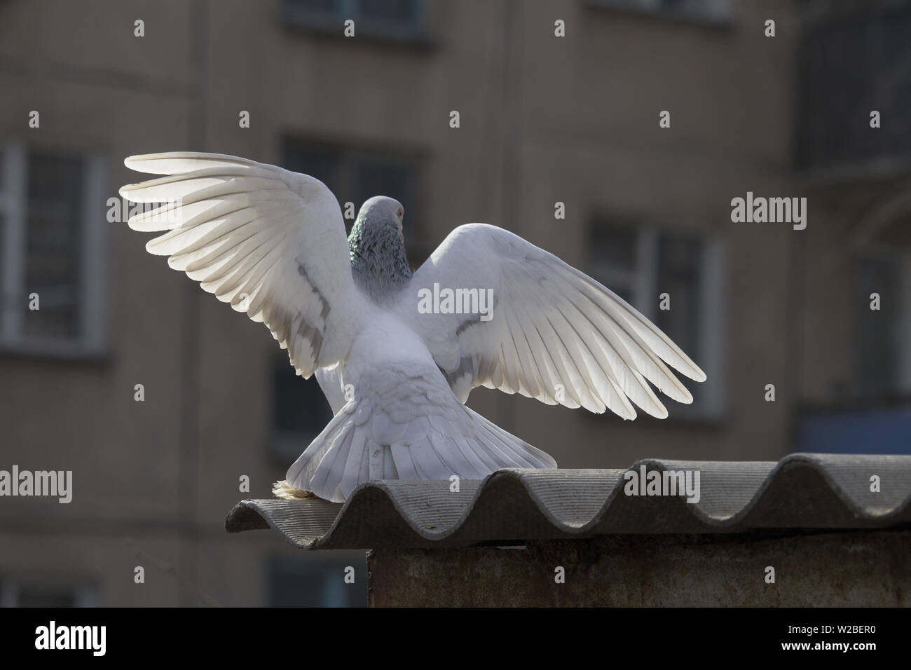 Avec pigeon ailes propagation. Pigeon de ville déployer ses ailes. Scène dans la cour Banque D'Images Avec pigeon ailes propagation. Pigeon de ville déployer ses ailes. Scène dans la cour Banque D'Images