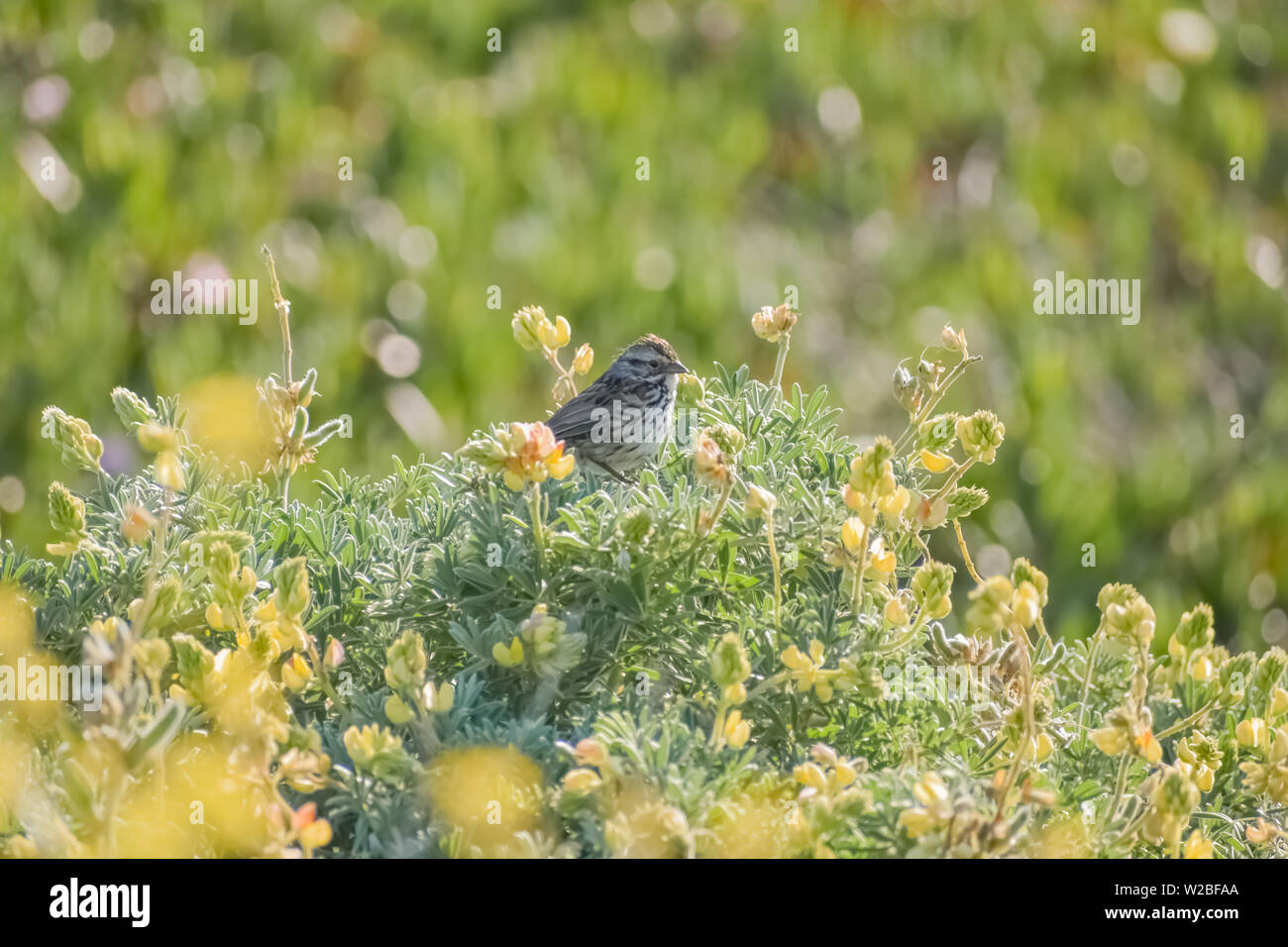 Bruant jaune perché sur un buisson à fleurs lupin dans le soleil étincelant. Banque D'Images