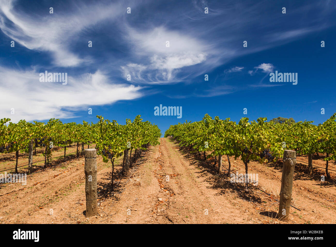 L'Australie, l'Australie, Barossa Valley, vallée de cacatoès, vignoble Banque D'Images