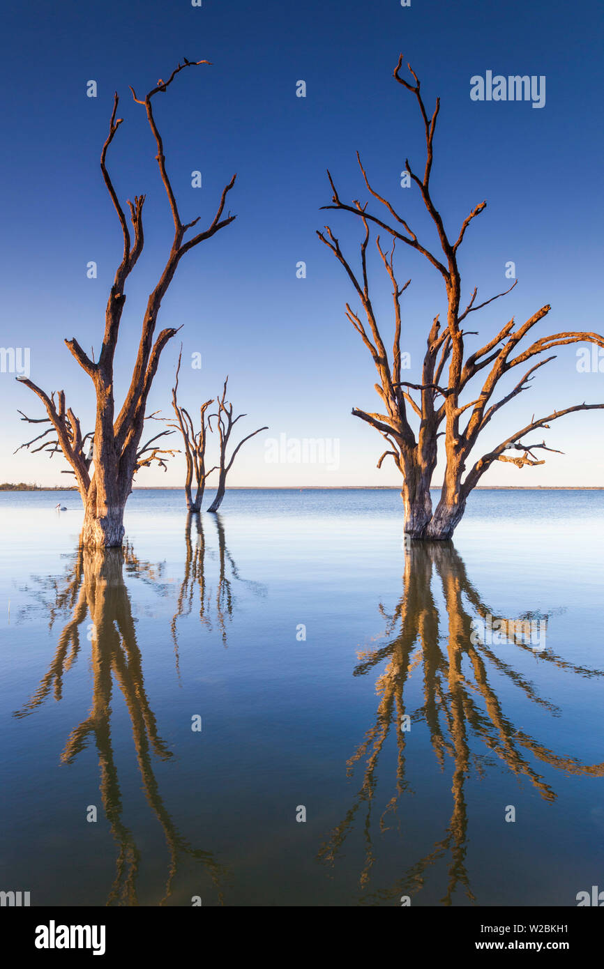 L'Australie, l'Australie, Murray River Valley, Barmera, Lake Bonney, arbres pétrifiés, coucher du soleil Banque D'Images