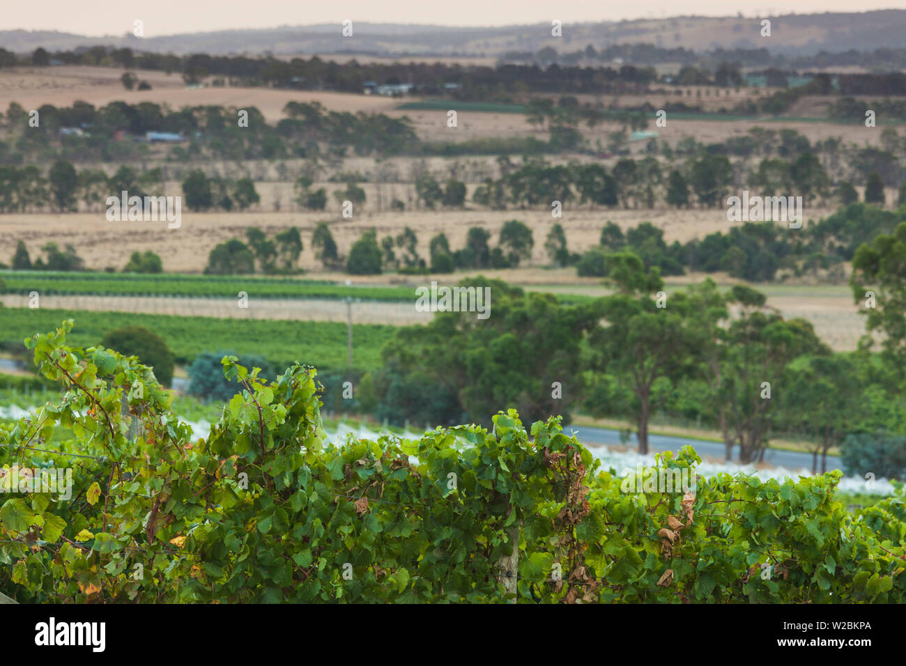 L'Australie, Victoria, Victoria, la vallée de Yarra, vignoble Banque D'Images
