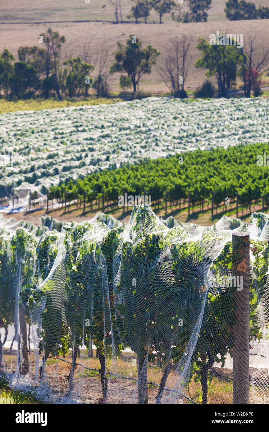 L'Australie, Victoria, Victoria, la vallée de Yarra, vignoble vignes sous maille Banque D'Images