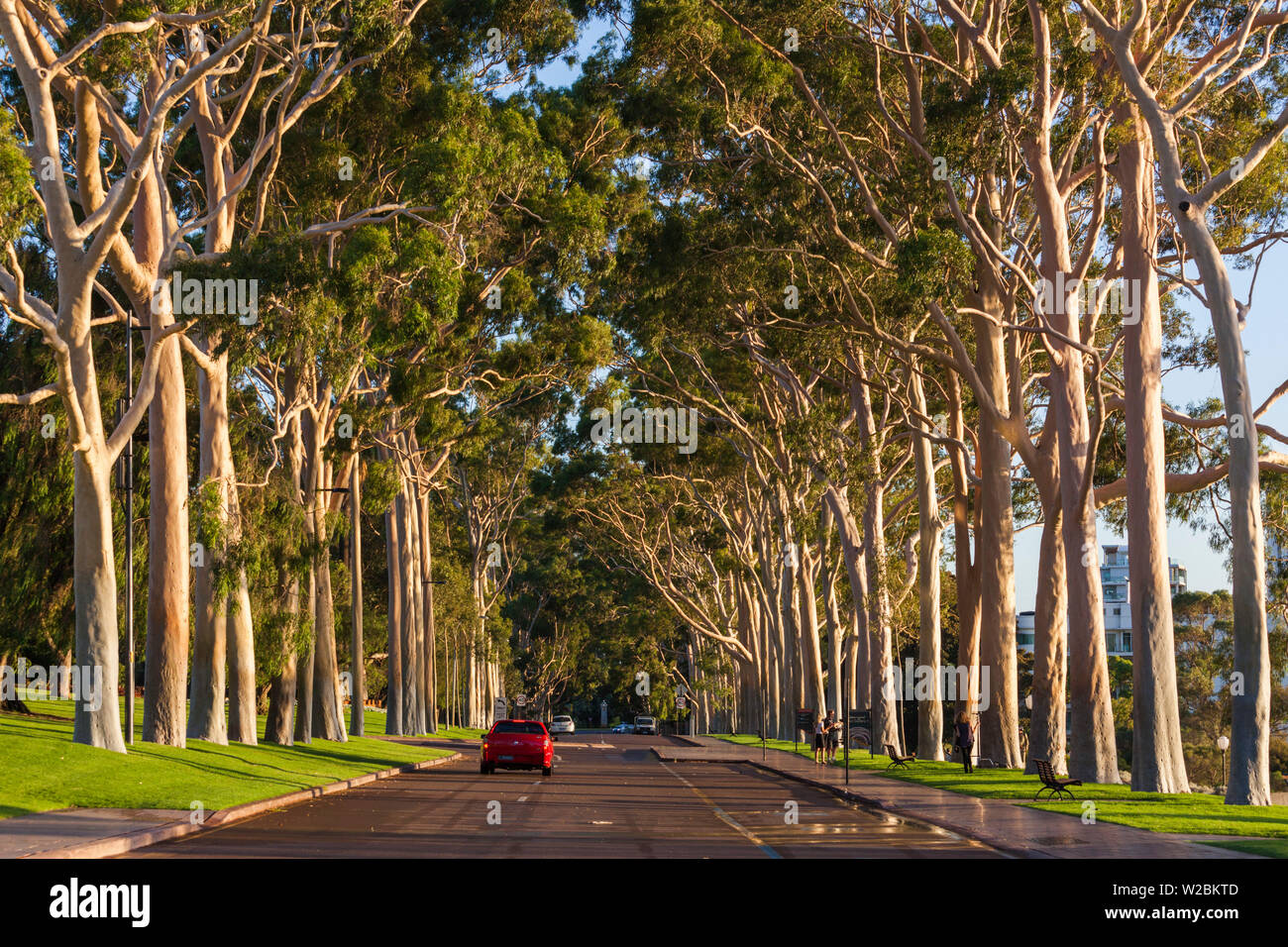 L'Australie, Western Australia, Perth, Kings Park, l'avenue Fraser, arbres Banque D'Images