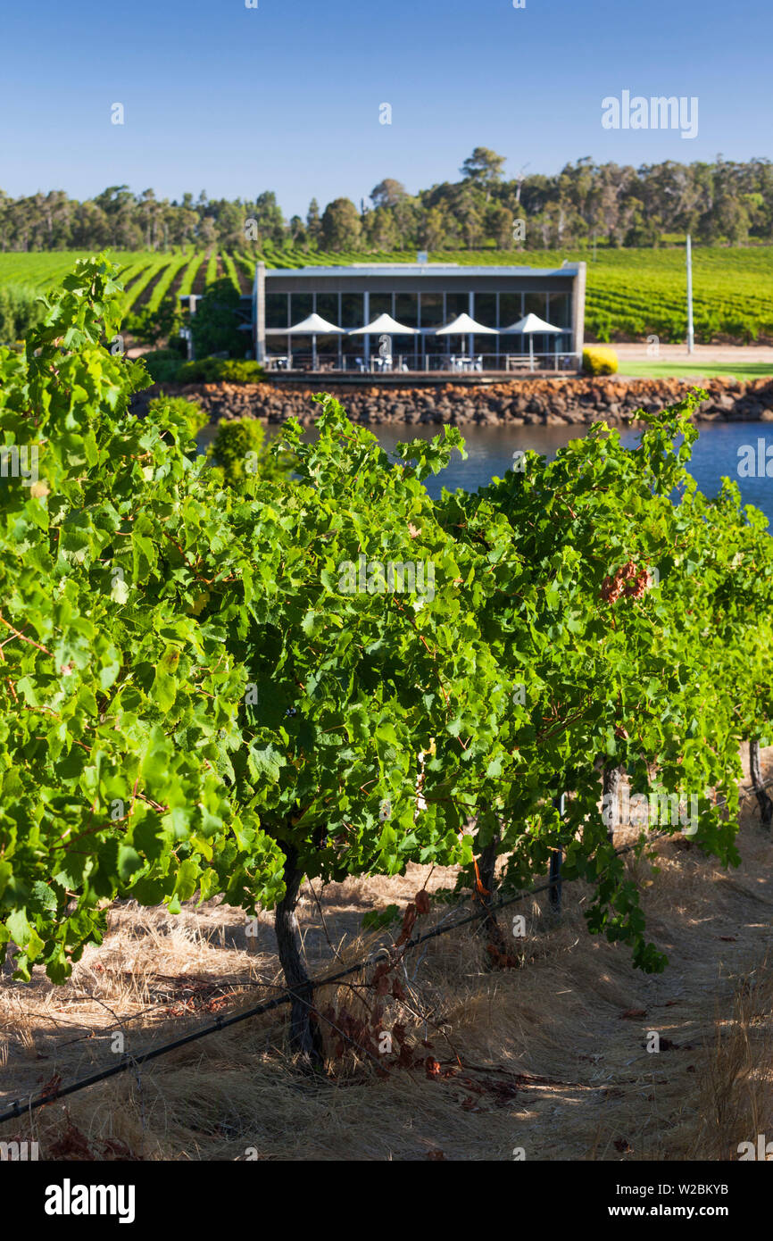L'Australie, l'ouest de l'Australie, le sud-ouest, Région viticole de Margaret River, nouage, Wilyabrup Hill Vineyard Banque D'Images