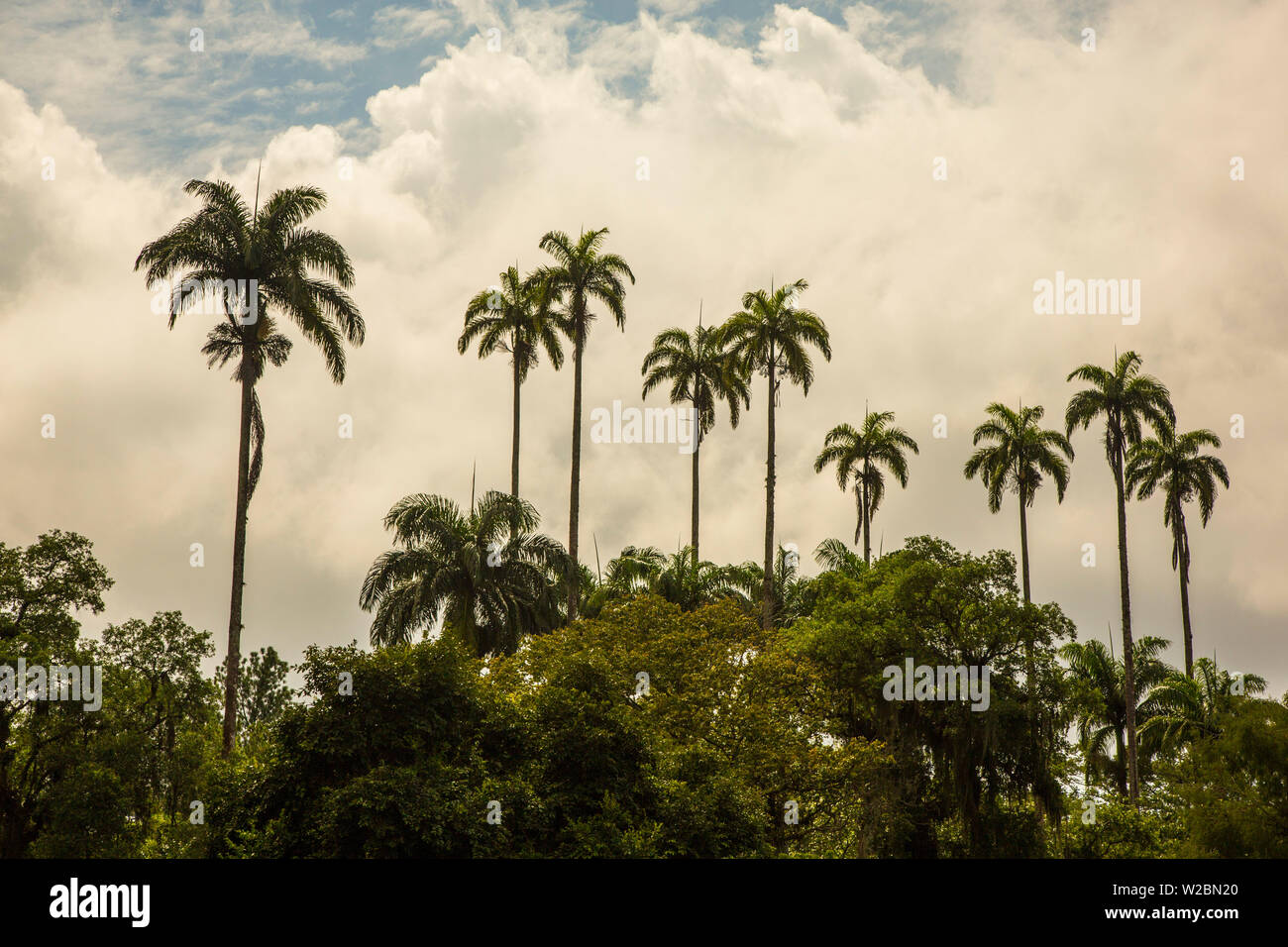 Jardim Botanico do Rio de Janeiro, Rio de Janeiro, Brésil Banque D'Images