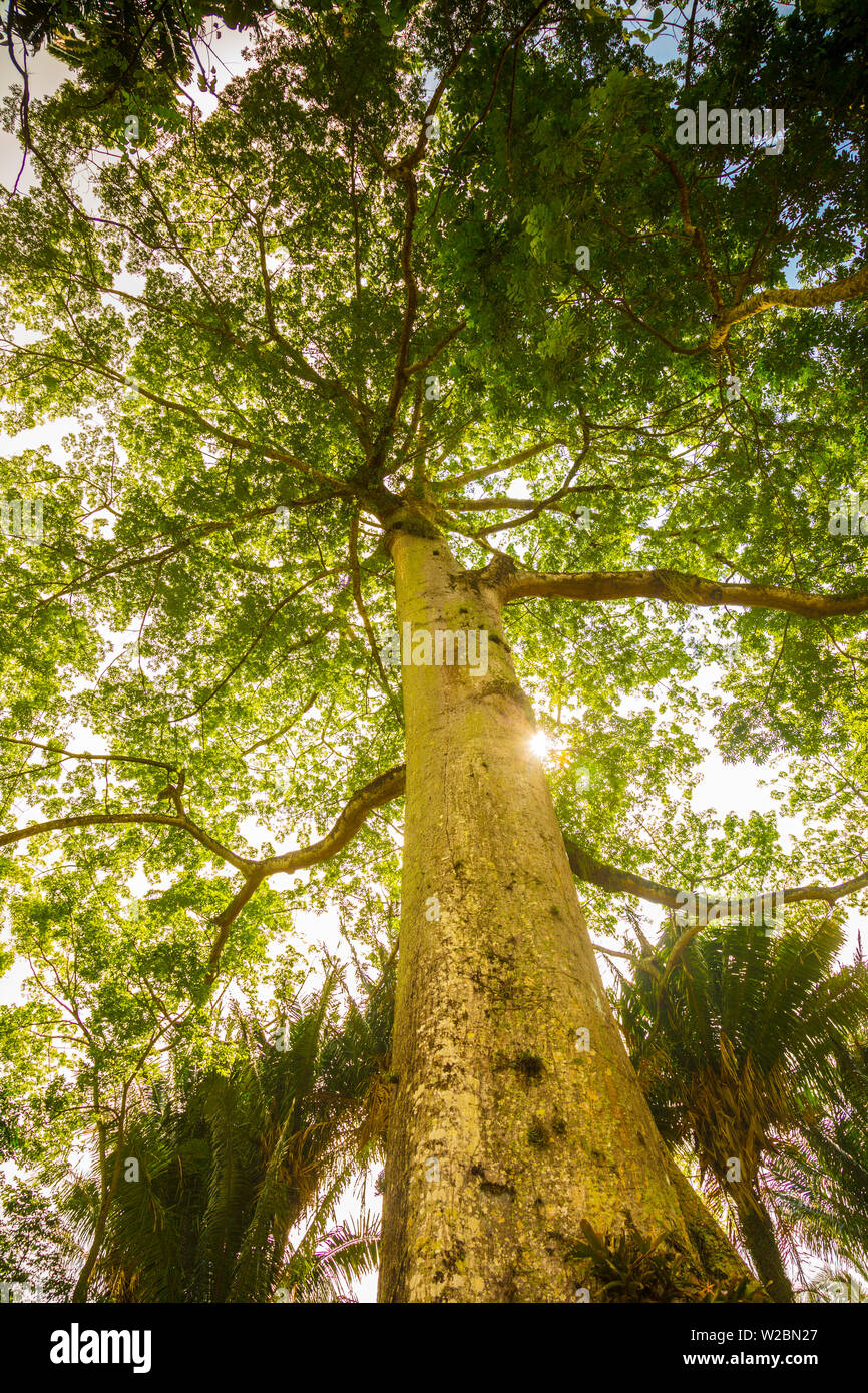 Jardim Botanico do Rio de Janeiro, Rio de Janeiro, Brésil Banque D'Images