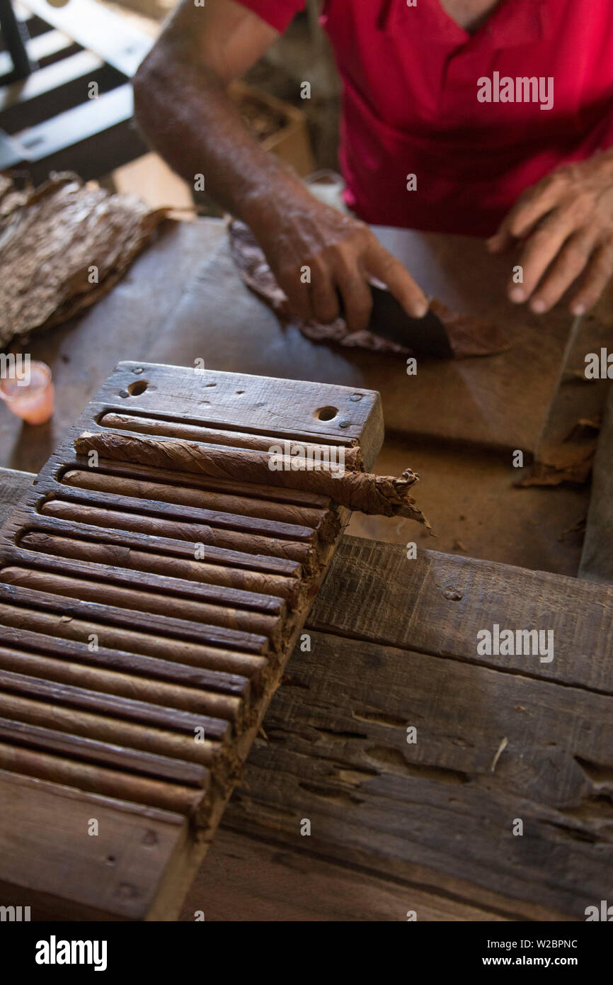 Rouler des cigares à l'Alejandro Robaina plantation de tabac, province de Pinar del Rio, Cuba Banque D'Images