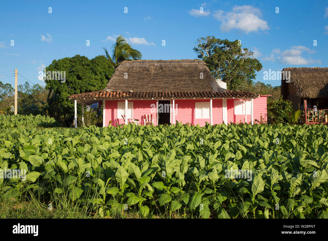 Plantation de tabac, province de Pinar del Rio, Cuba Banque D'Images