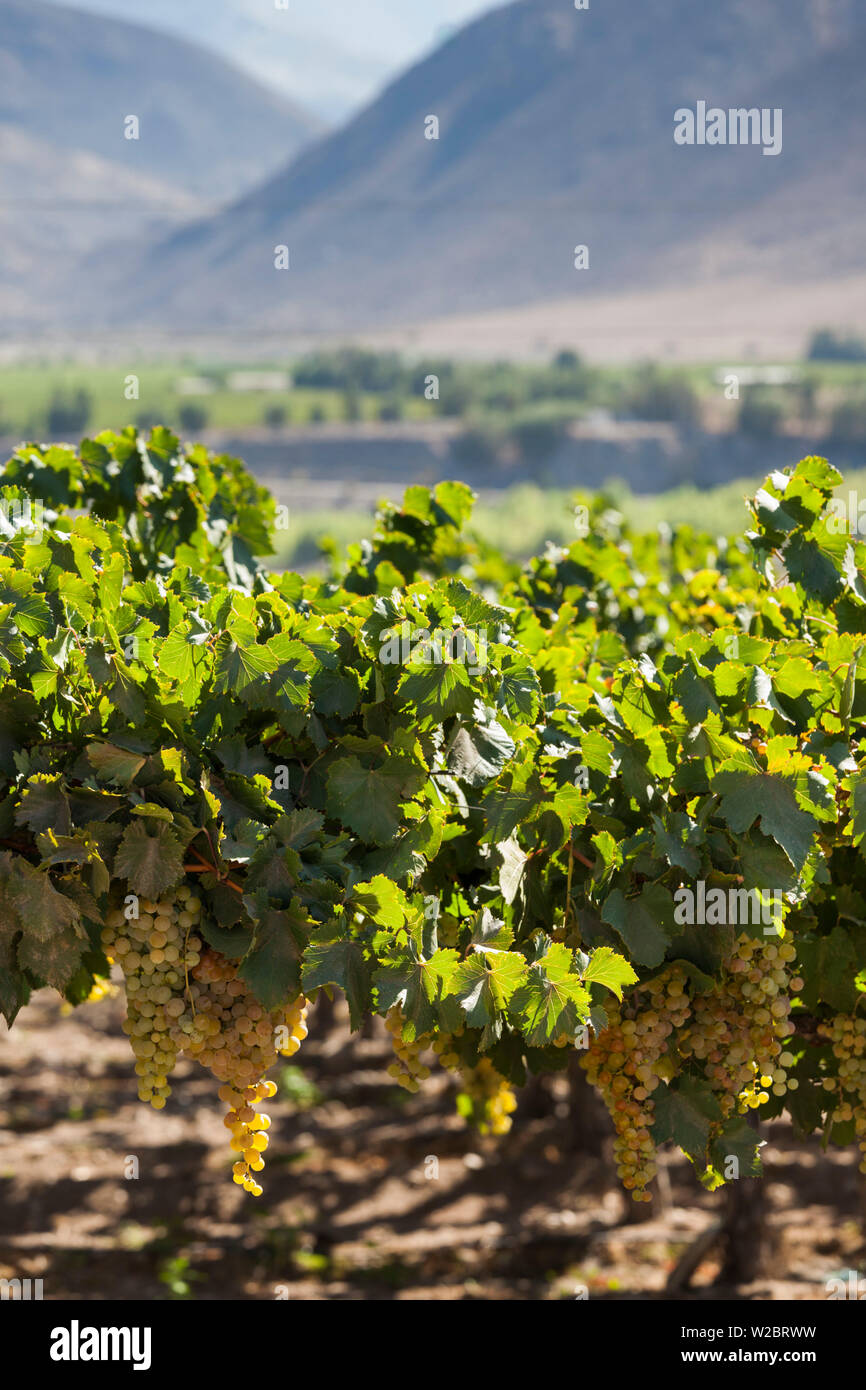 Le Chili, la Vallée d'Elqui, El Tambo, vignoble de raisins utilisés dans la production de pisco Banque D'Images