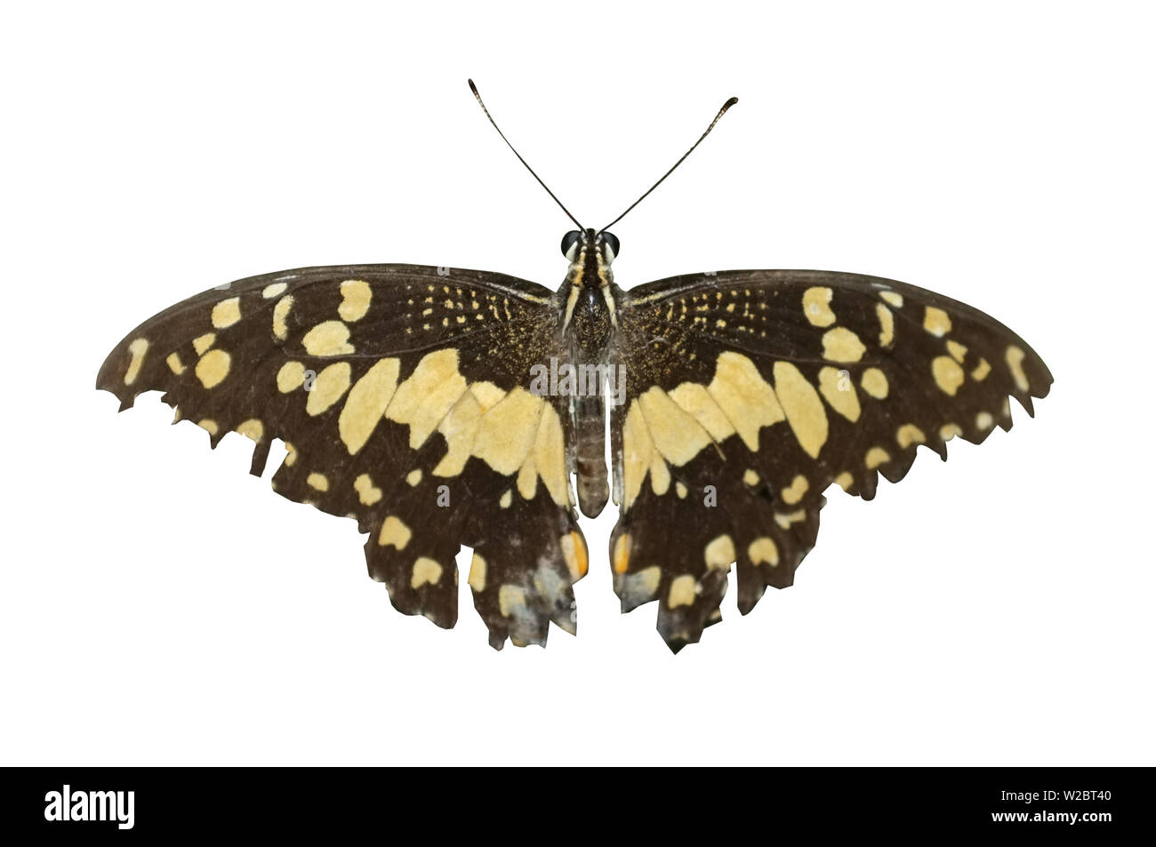 Papillon papillon citron ou de lime Banque D'Images