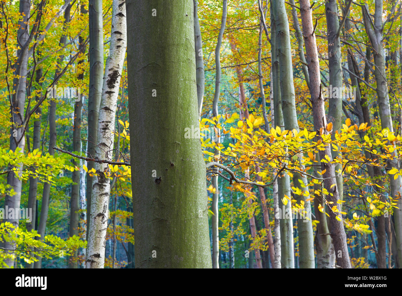 Les arbres d'automne, la Suisse Saxonne, Allemagne Banque D'Images