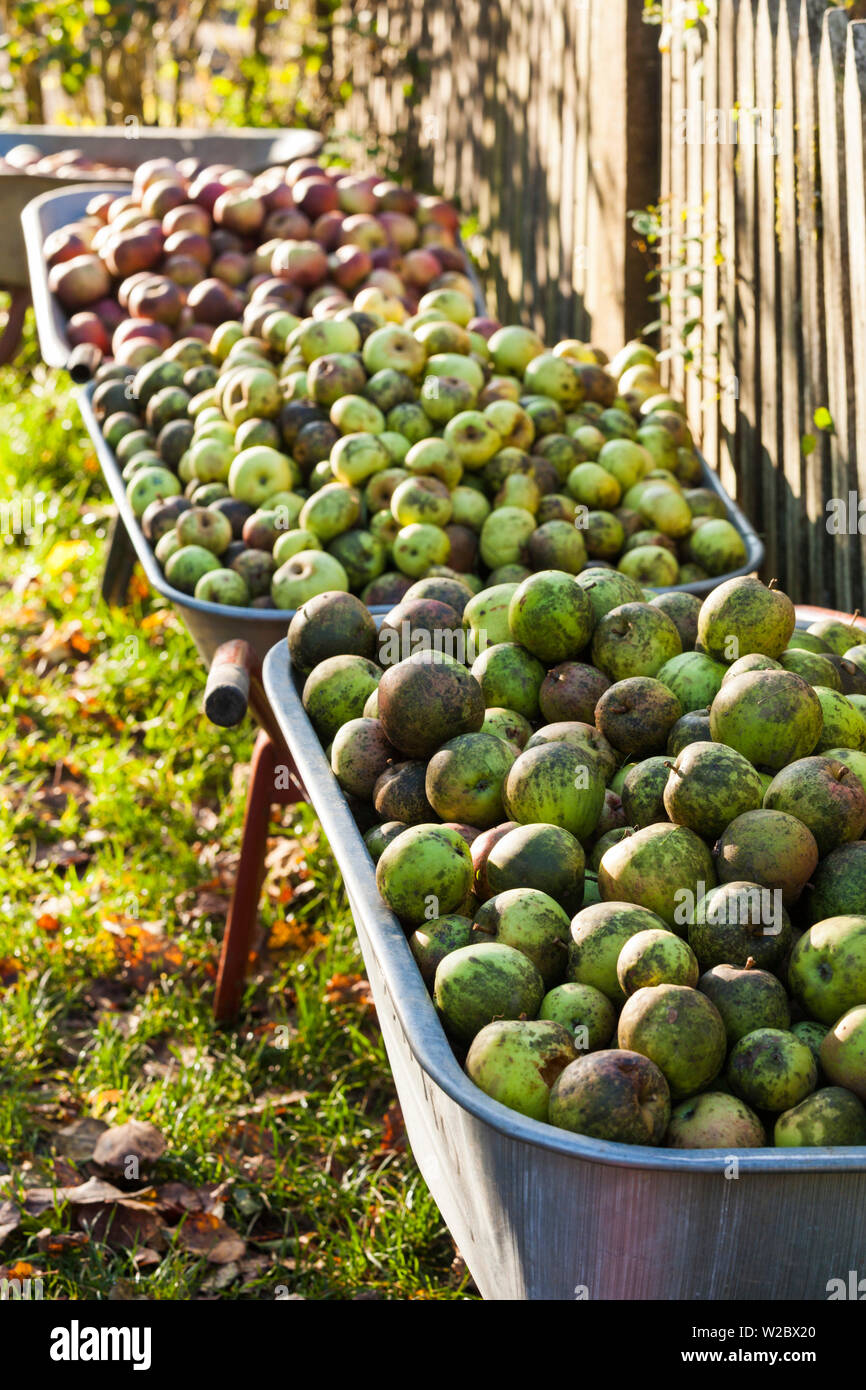 Allemagne, Baden-wurttemberg, Forêt Noire, Haslach im Kinzigtal, Musée de la ferme de plein air Forêt-Noire, les pommes fraîchement cueillies, automne Banque D'Images