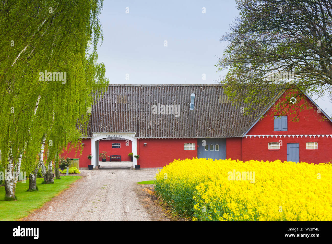 Le Danemark, la Nouvelle-Zélande, Olstykke, ferme rouge et jaune fleurs de colza de printemps, Banque D'Images