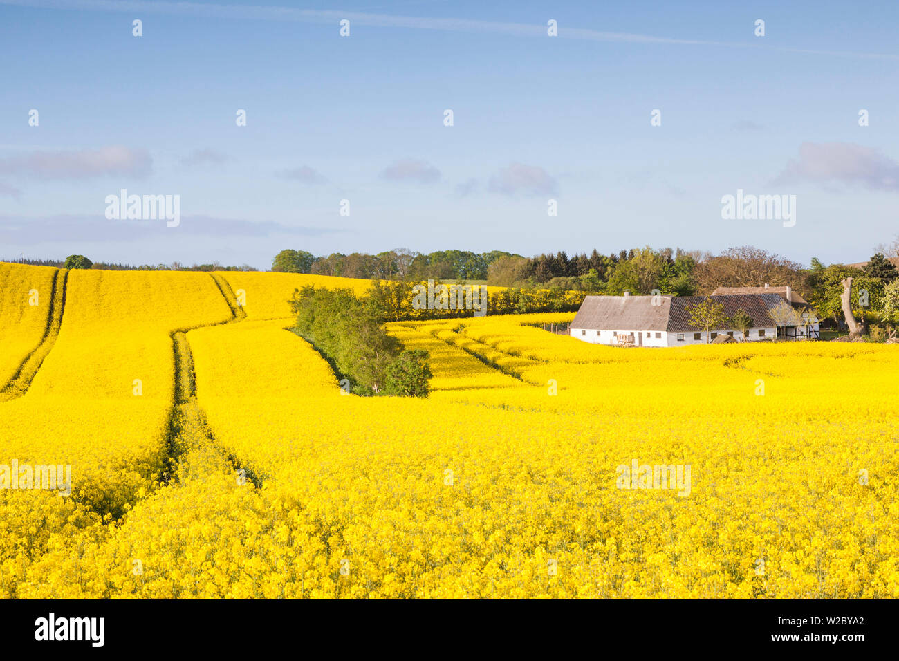Le Danemark, Mon, Magleby, ferme et champ de colza, printemps, aube Banque D'Images