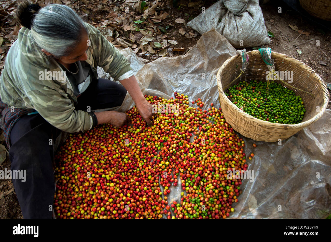 El Salvador, cueilleur de café, café, café de tri, ferme Finca Malacara, pentes de la Santa Ana Volcan, Haute Altitude, Café Banque D'Images